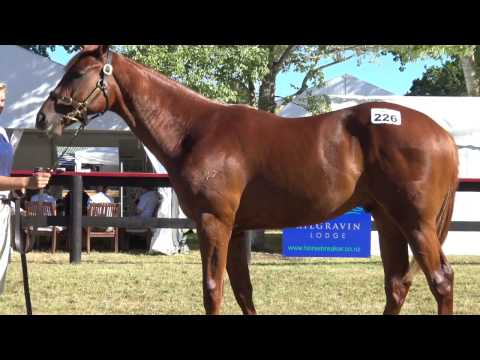 2017 Karaka Reliable Man x Kadesa - Proven Thoroughbreds