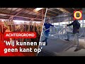 Jonge boeren openen nieuwe stal, maar nu is er het stikstofplan | Omroep Brabant