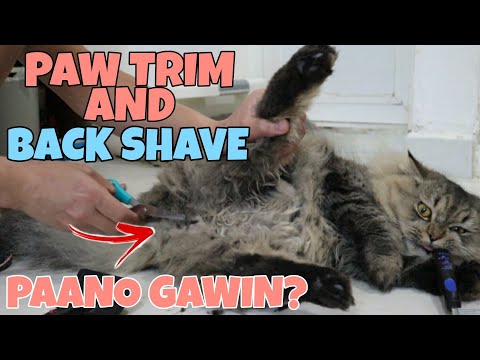 PAANO GAWIN ANG BACK SHAVE AND PAW TRIM SA PUSA | HOW TO DO BACK SHAVE AND PAW TRIM IN A CAT