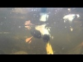Underwater Feeding Ducks GoPro Camera Test
