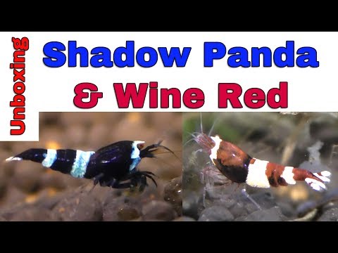 SHADOW PANDA and WINE RED Shrimps - inboxing and water testing - Plamski Line