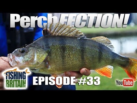 PerchFECTION – Fishing Britain, episode 33 PerchFECTION – Fishing Britain, episode 33
