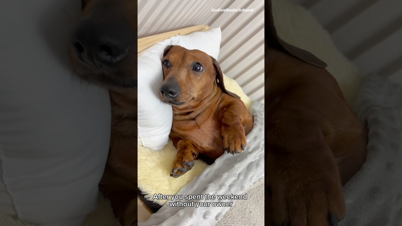 Dachshund without it's owner #dogs #dog