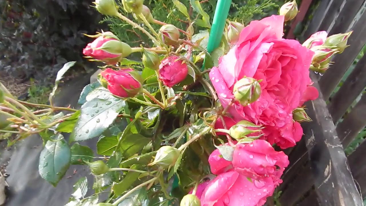 Моя роза плетистая Лагуна-первогодка 24.08.19