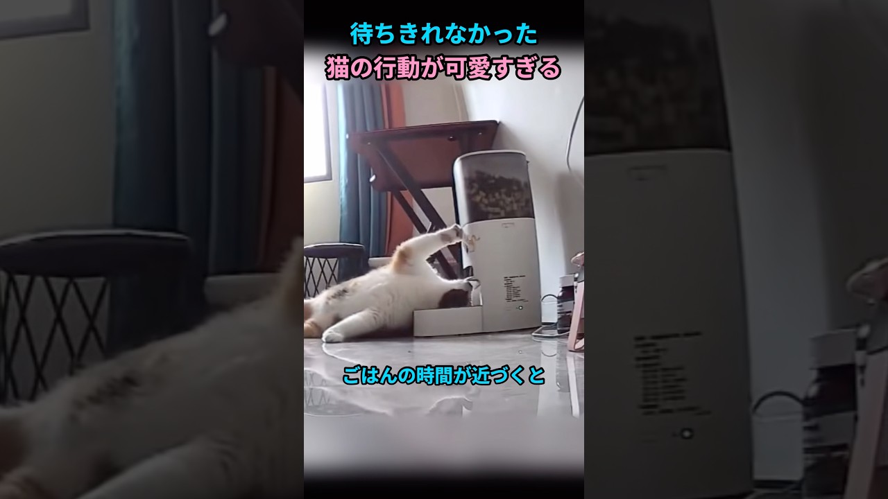 待ちきれなかった猫の行動が可愛すぎる#猫 #猫動画