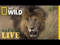 Meet The Lion Named Scarface And His Lethal Pride Nat Geo Wild