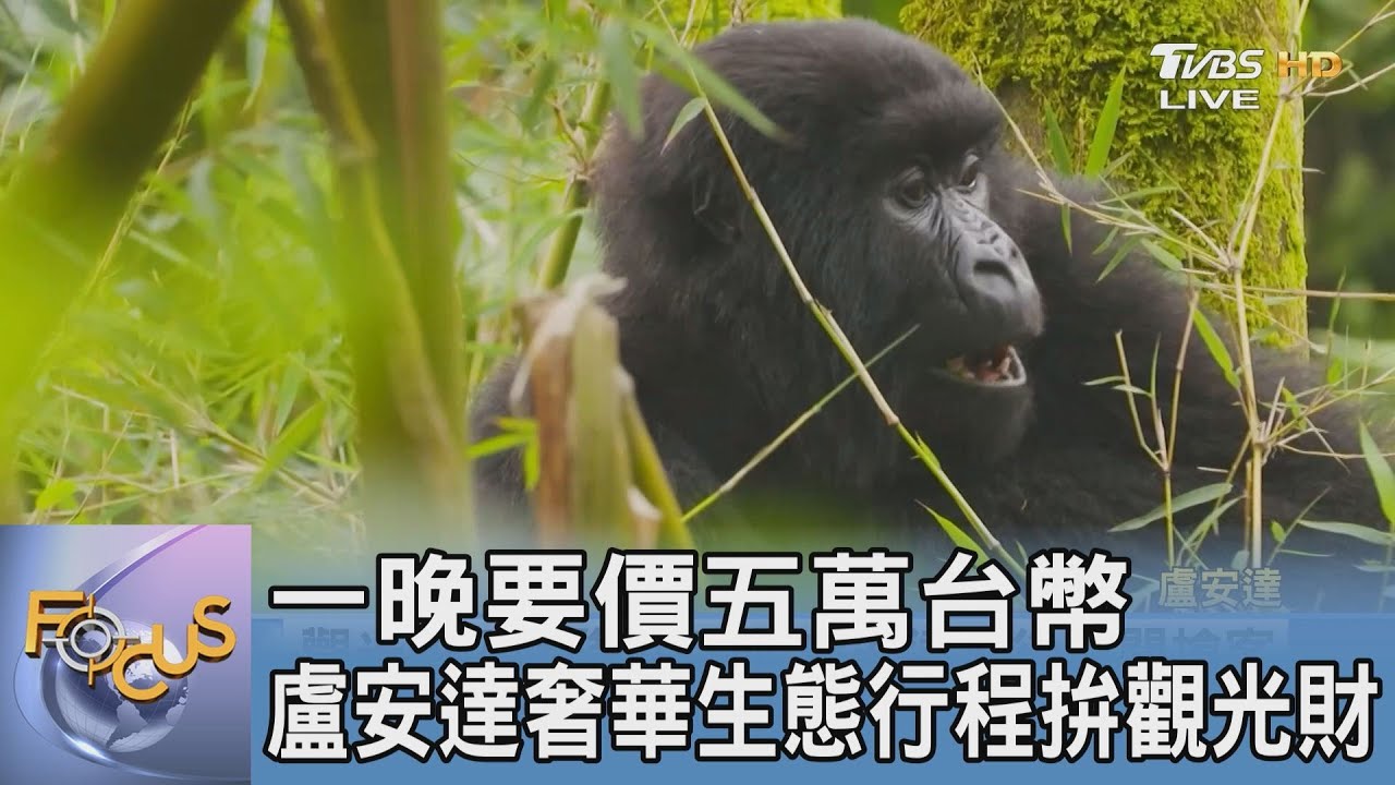 一晚要價五萬台幣 盧安達奢華生態行程拚觀光財