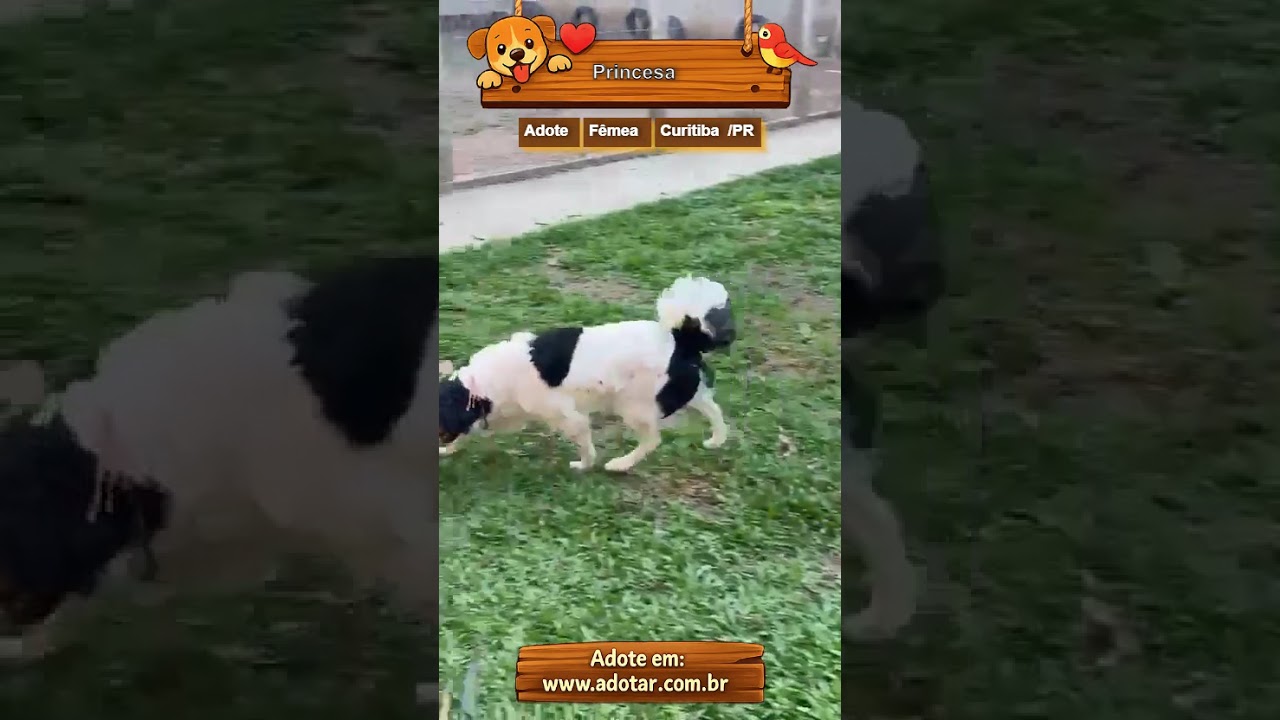 Cachorro raça SRD-ViraLata idade 2 anos nome Princesa