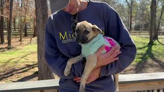 Video preview image #1 Black Mouth Cur-Labrador Retriever Mix Puppy For Sale in The Woodlands, TX, USA