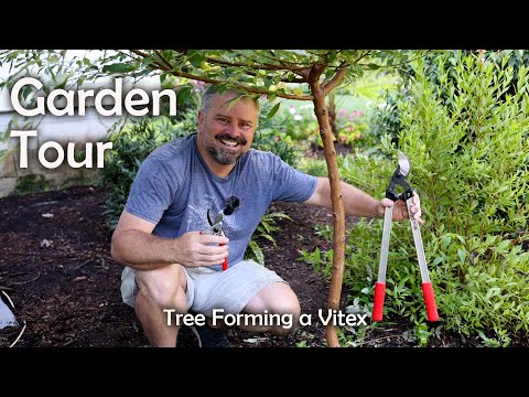 Garden Tour - How to Tree Form a Vitex - Rescue Pruning - Windmill Palm Planted - Awesome Annuals