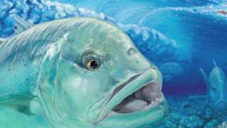 preview picture of video 'Giant Trevally- GT - 巨大な魚- Ulua  Speed Painting'