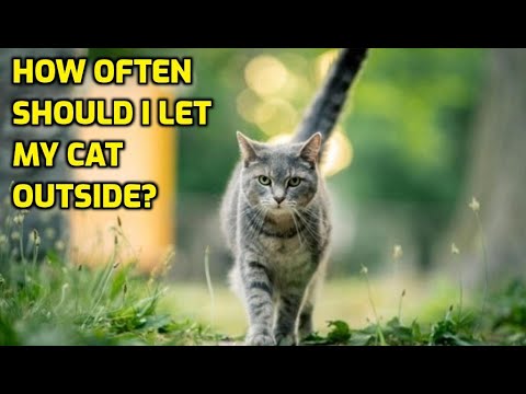 How Much Time Should A Cat Spend Outside?