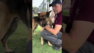 Video preview image #1 German Shepherd Dog Puppy For Sale in Pasadena, CA, USA