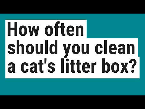 How often should you clean a cat's litter box?