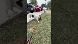 Video preview image #1 Basset Hound Puppy For Sale in Deepwater, NJ, USA