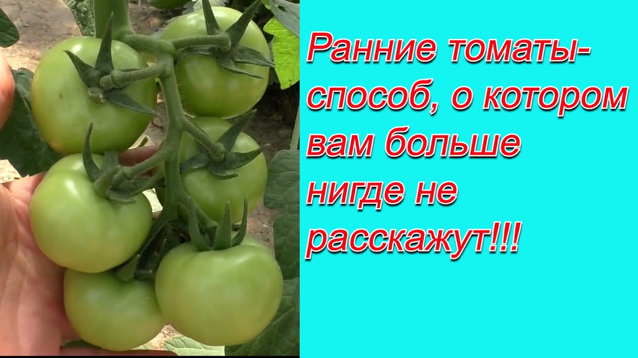Попробуйте этот способ выращивания томатов хотя бы на нескольких кустах!