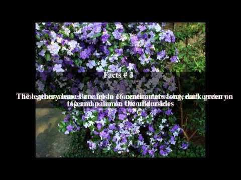 Brunfelsia pauciflora Top # 5 Facts