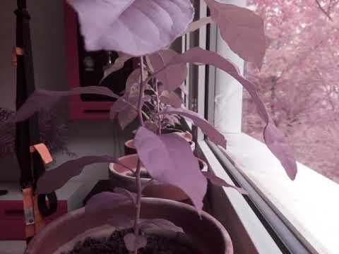 Plantstalk 2018-10-18