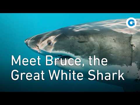 Everything You Need To Know about the Great White Shark | Full Wildlife Documentary