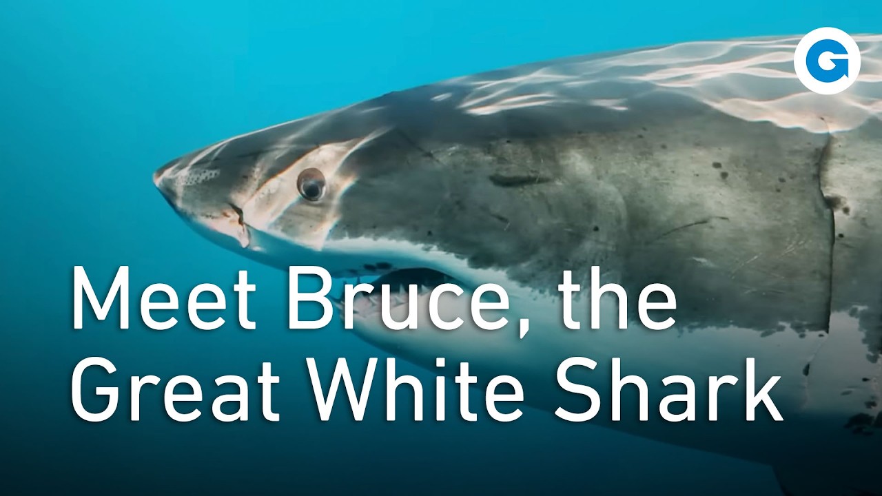 Everything You Need To Know about the Great White Shark | Full Wildlife Documentary