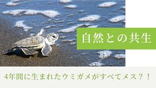 ✦[自然と共生について]４年間に生まれたウミガメがすべてメス？！✦