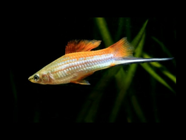 Fish Species | Best tropical fish species for beginners