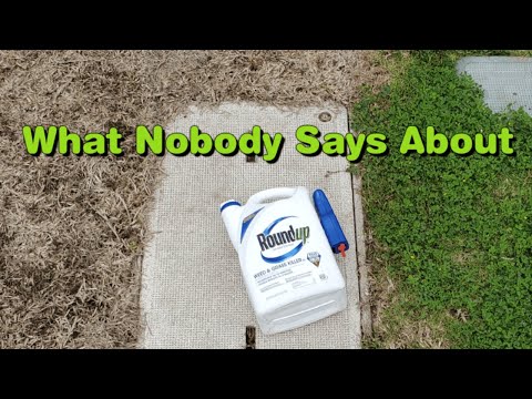 Does Roundup (Glyphosate) Kill Grass Permanently?