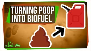 Purple Bacteria: Turning Poop Into Biofuel