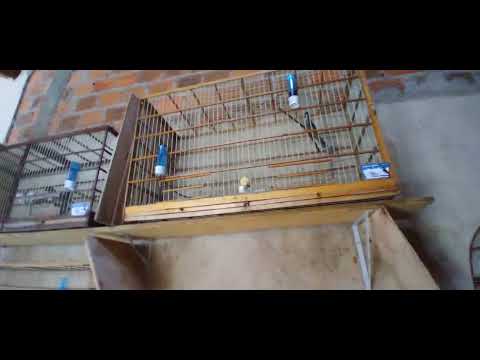 Reprodução de Trinca Ferro do Zero #video1