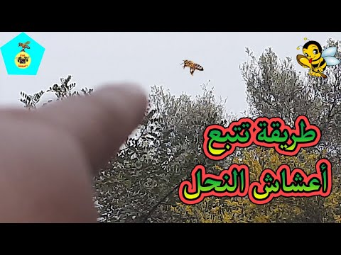 , title : 'طريقة البحت عن أعشاش النحل'