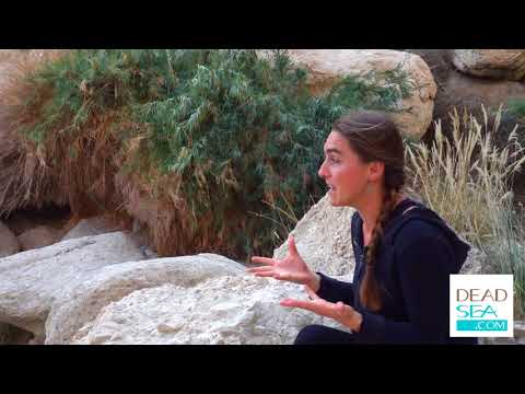 Ein Gedi, a Trip to the Dead Sea