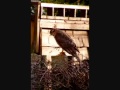 birds of a feather.wmv