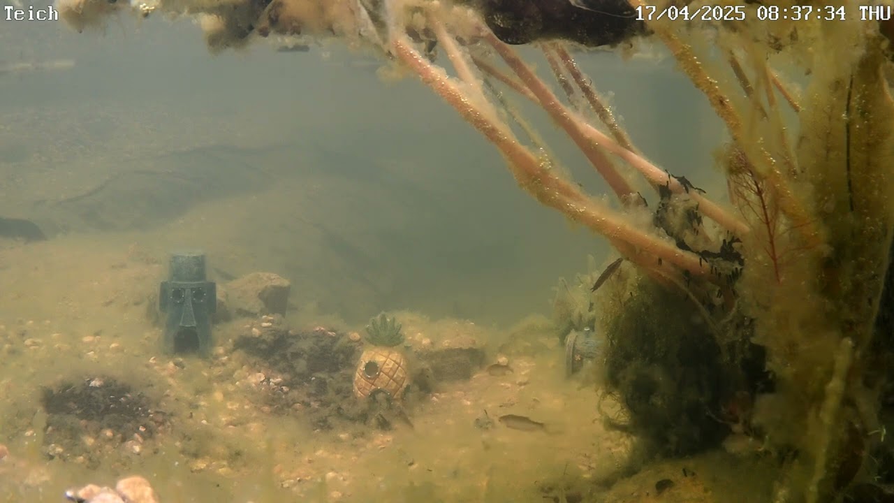 Erdkrötenlaich im Teich - Teichstream wieder online!