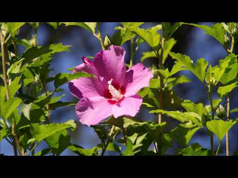 Solemio (Casa 32) Gera Lario