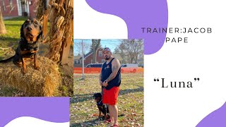 Taming the Energetic Golden Retriever-Rottweiler Mix  l Amazing Obedience Transformation