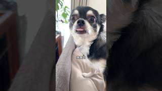 犬は褒められると喜びます。  #犬との暮らし #chihuahua #dog