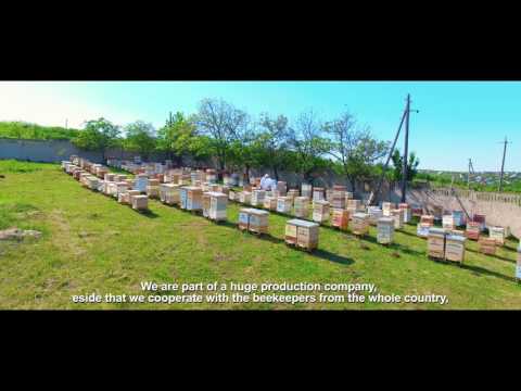 Miere de albine - Regina Naturii / Miere de salcam / Istorii de succes in Moldova