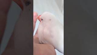 手でお昼寝たいむ😴 #文鳥