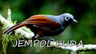 Download lagu suara pikat poksay mantel mp3