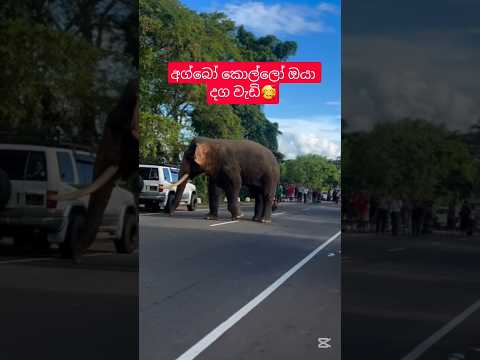 අග්බෝ පරෙස්සමෙන් 🥰🥰 agbo tusker #elephant #wildelephant #funny #shorts