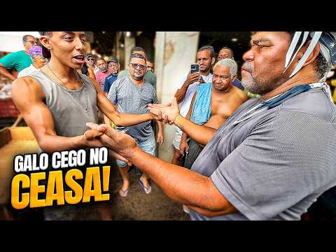 GALO CEGO VISITANDO O CEASA DE RECIFE  🤣🤣 | GALO CEGO