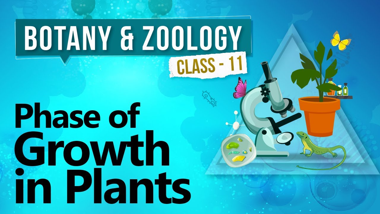 Phase of Growth in Plants - Plant Growth and Development - Biology Class 11