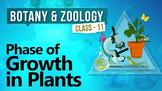 Phase of Growth in Plants - Plant Growth and Development - Biology Class 11