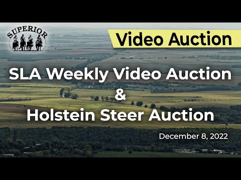 Superior Livestock Weekly Auction and Holstein Steer Auction