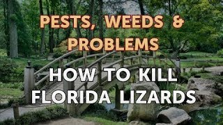 How to Kill Florida Lizards