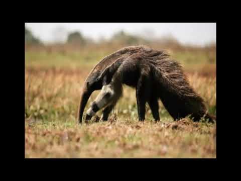 Rainforest animals - Adaptation