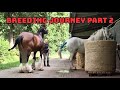 Shire Horse Mating Second Attempt Understanding The Mare S Cycle Part 2