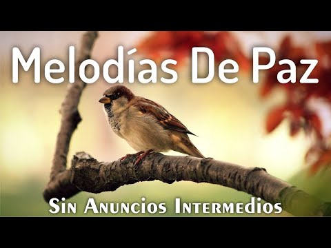 Instrumental Para Orar (SIN ANUNCIOS INTERMEDIOS) • Música Instrumental Cristiana