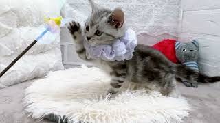 アメリカンショートヘアの動画01