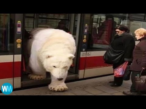 Top 5 Polar Bear